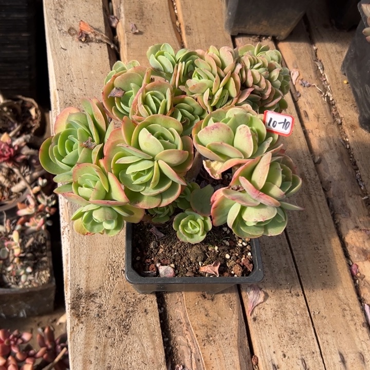 精品多肉植物老桩鸡蛋碧桃缀