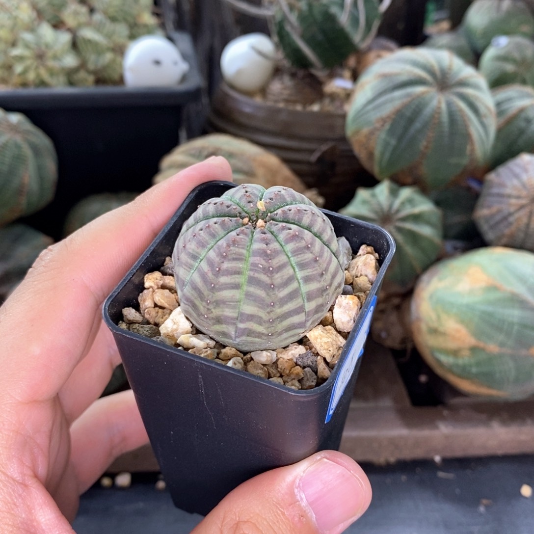 欧系实生布纹球多肉植物