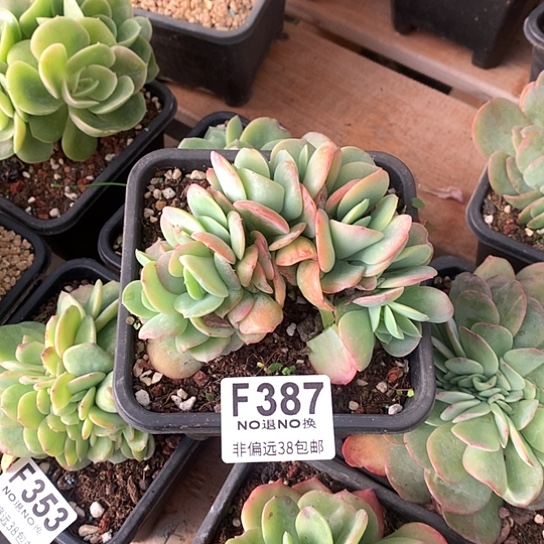 白桃朵朵387 退款拉黑7-8天发货