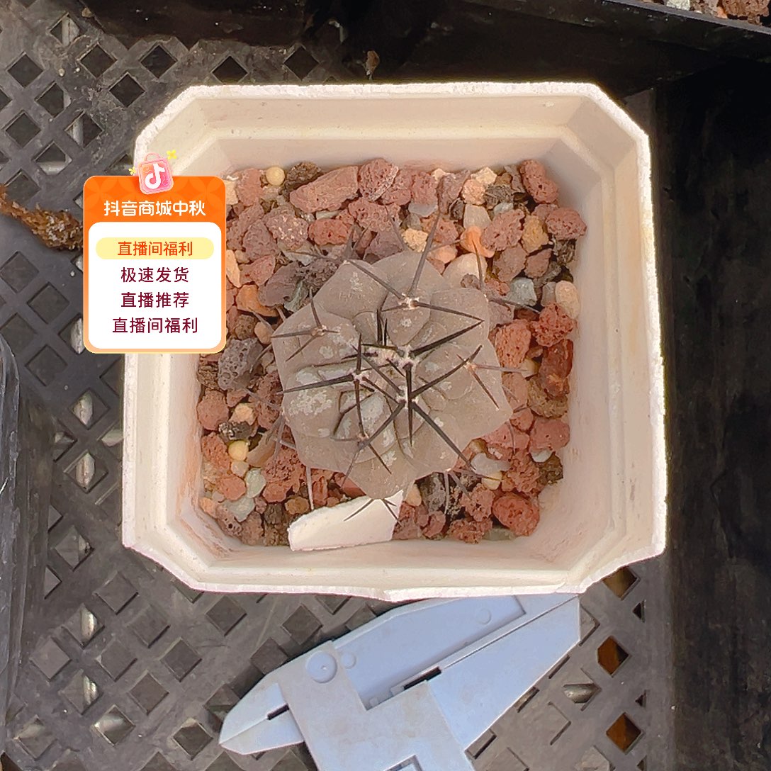 龙爪实生裸根发货