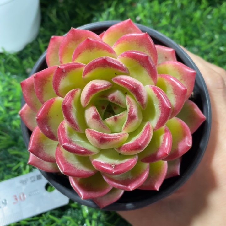 夜魔侠冠幅8 公分一物一拍