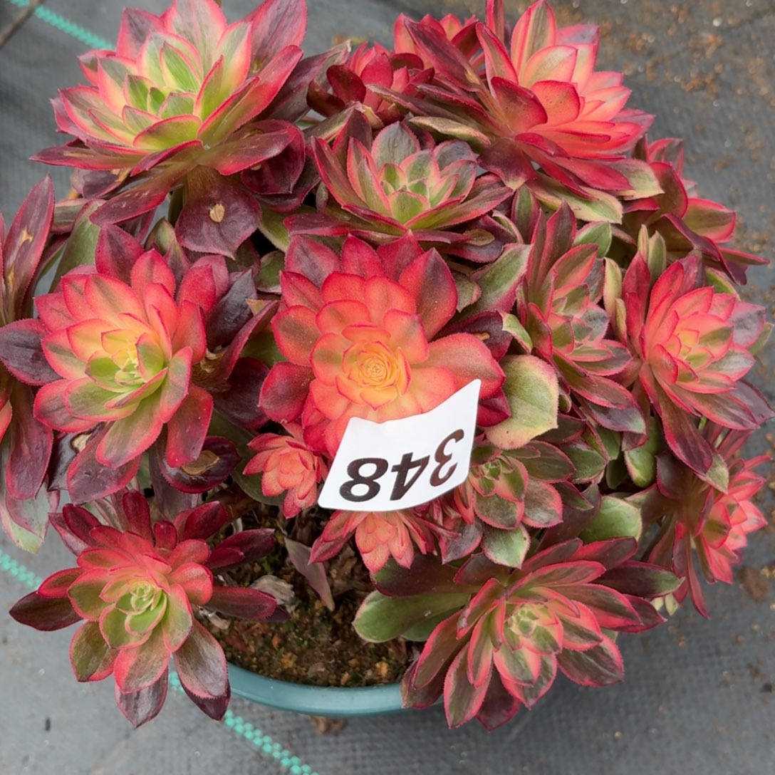 348黑膜锦多肉植物福利