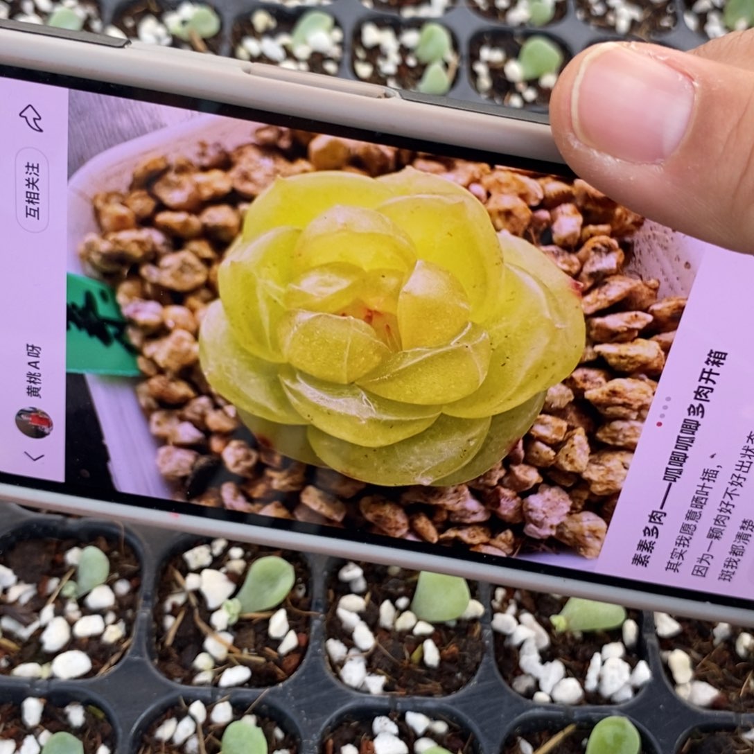 素素叶片带芽一个量拍