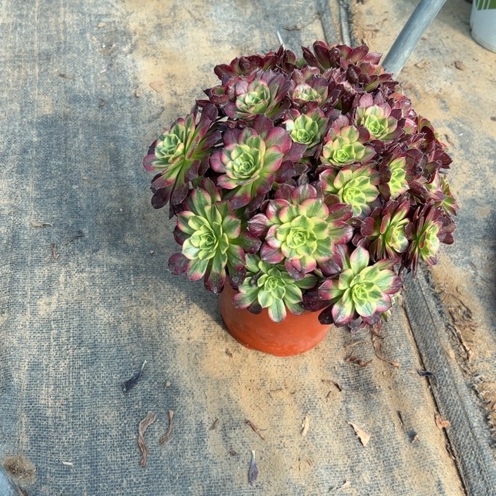 11安娜多肉多肉多肉