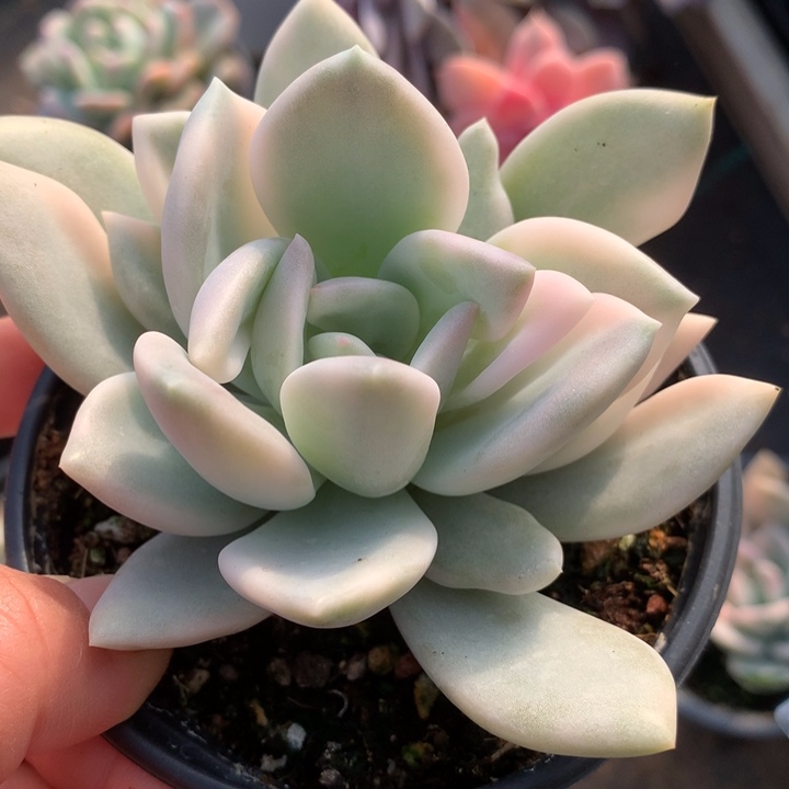 奥普琳娜锦多肉植物