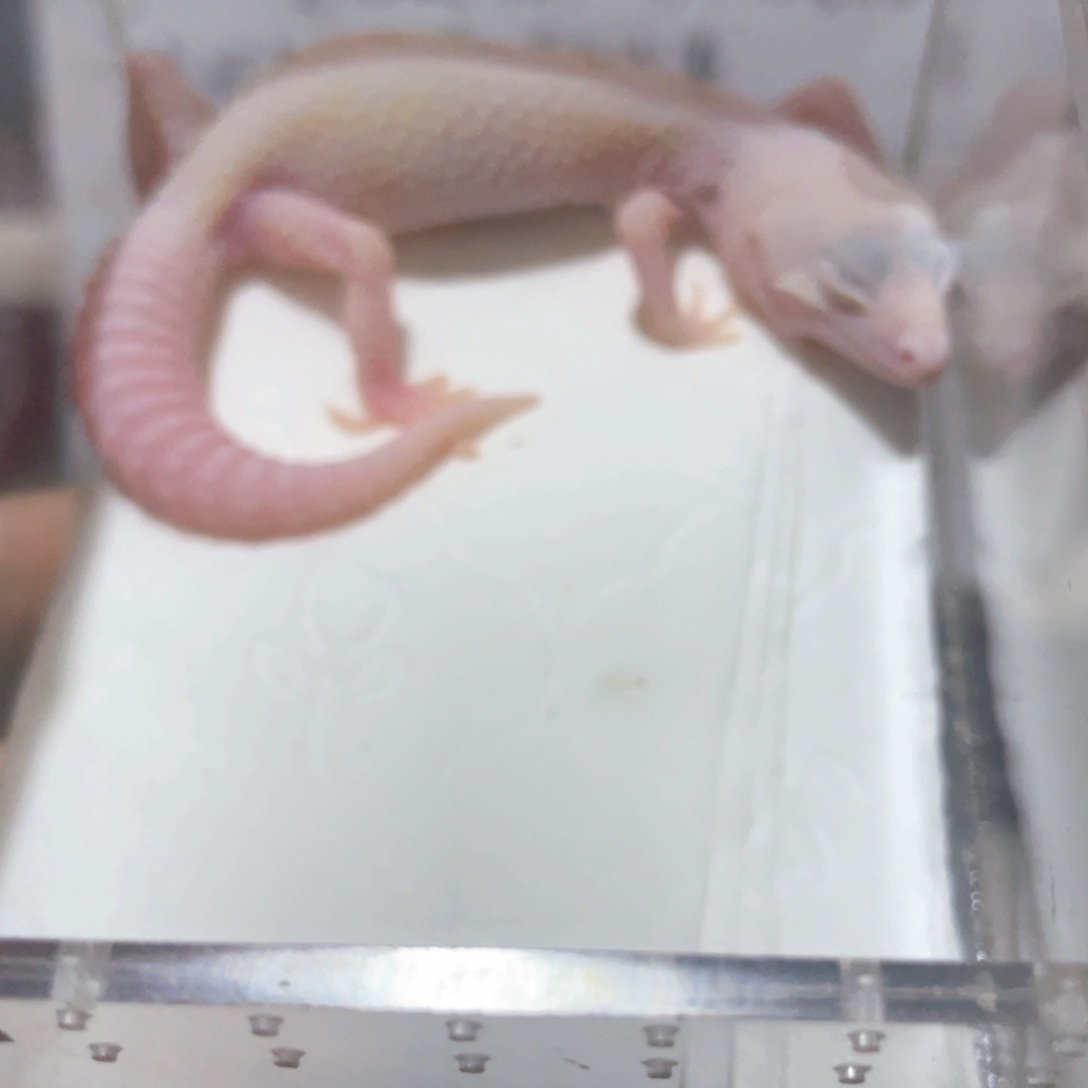 豹纹守宫白骑士母