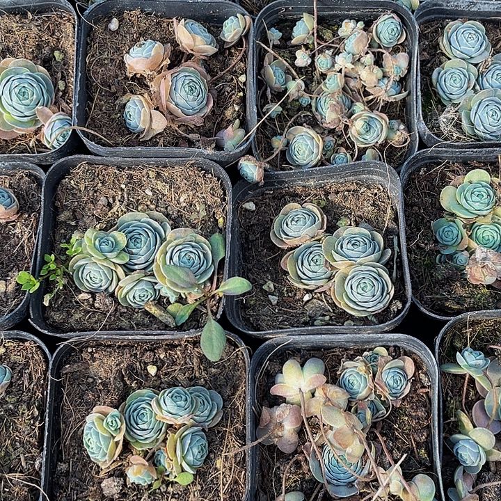 子持莲花带盆土发货