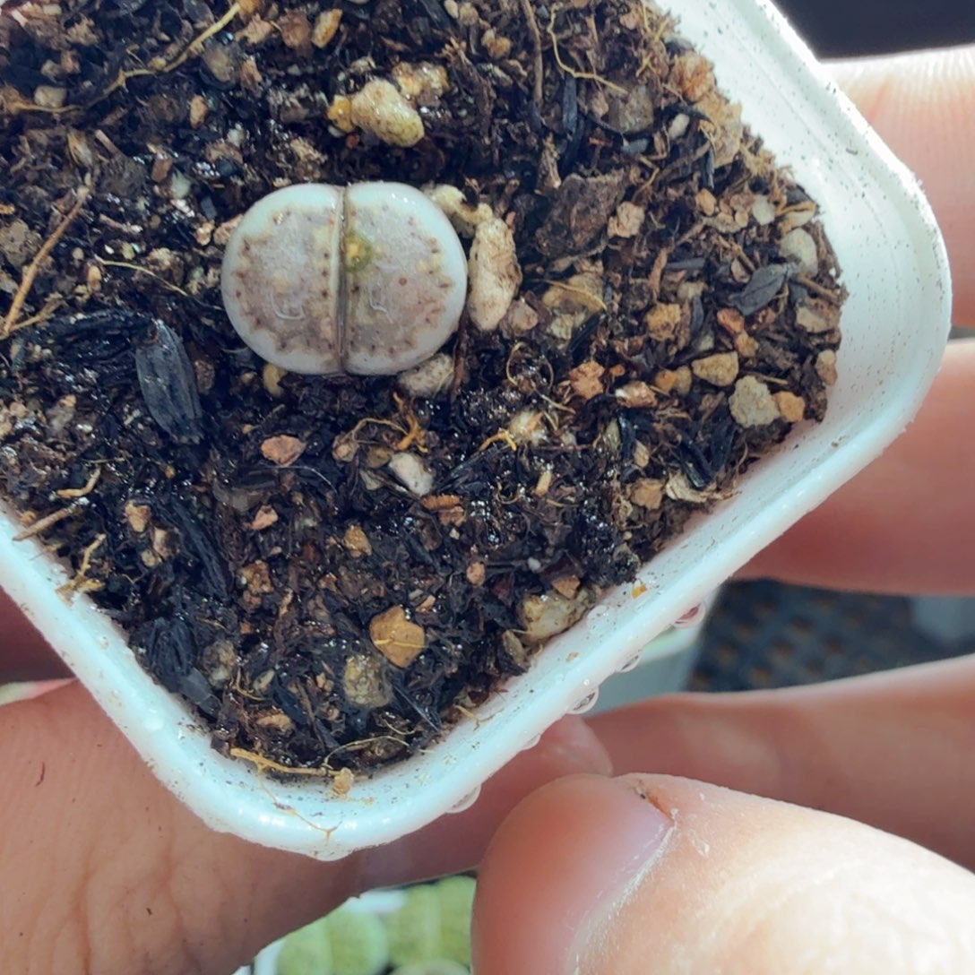 多肉植物的生长发育和595