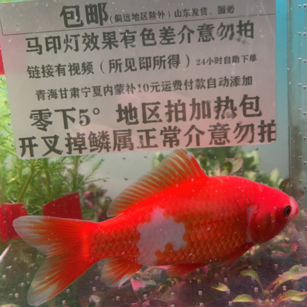 39号12-13公分红白短尾草金鱼（母鱼）