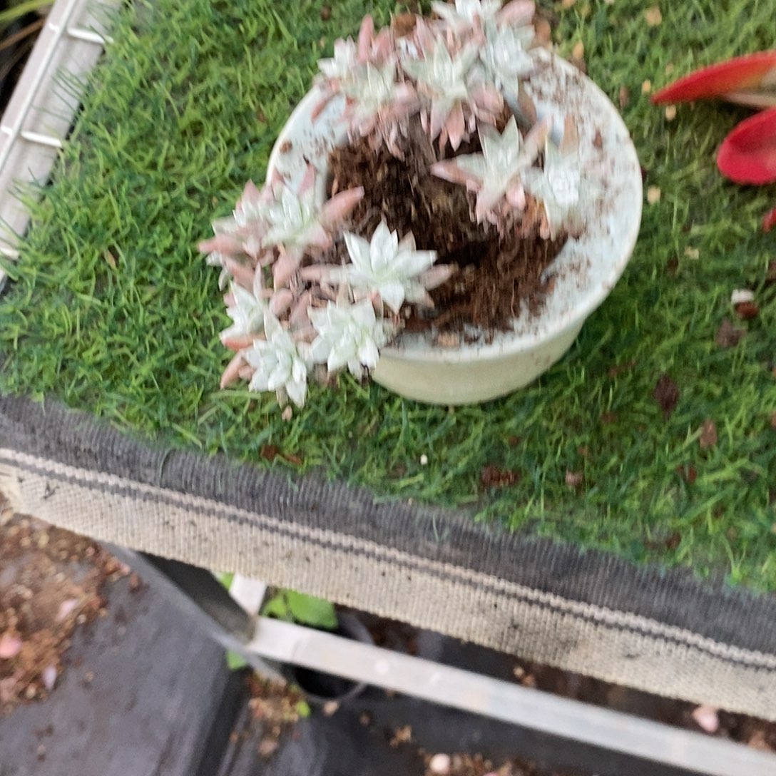 平***乐白菊1颗多肉小老桩