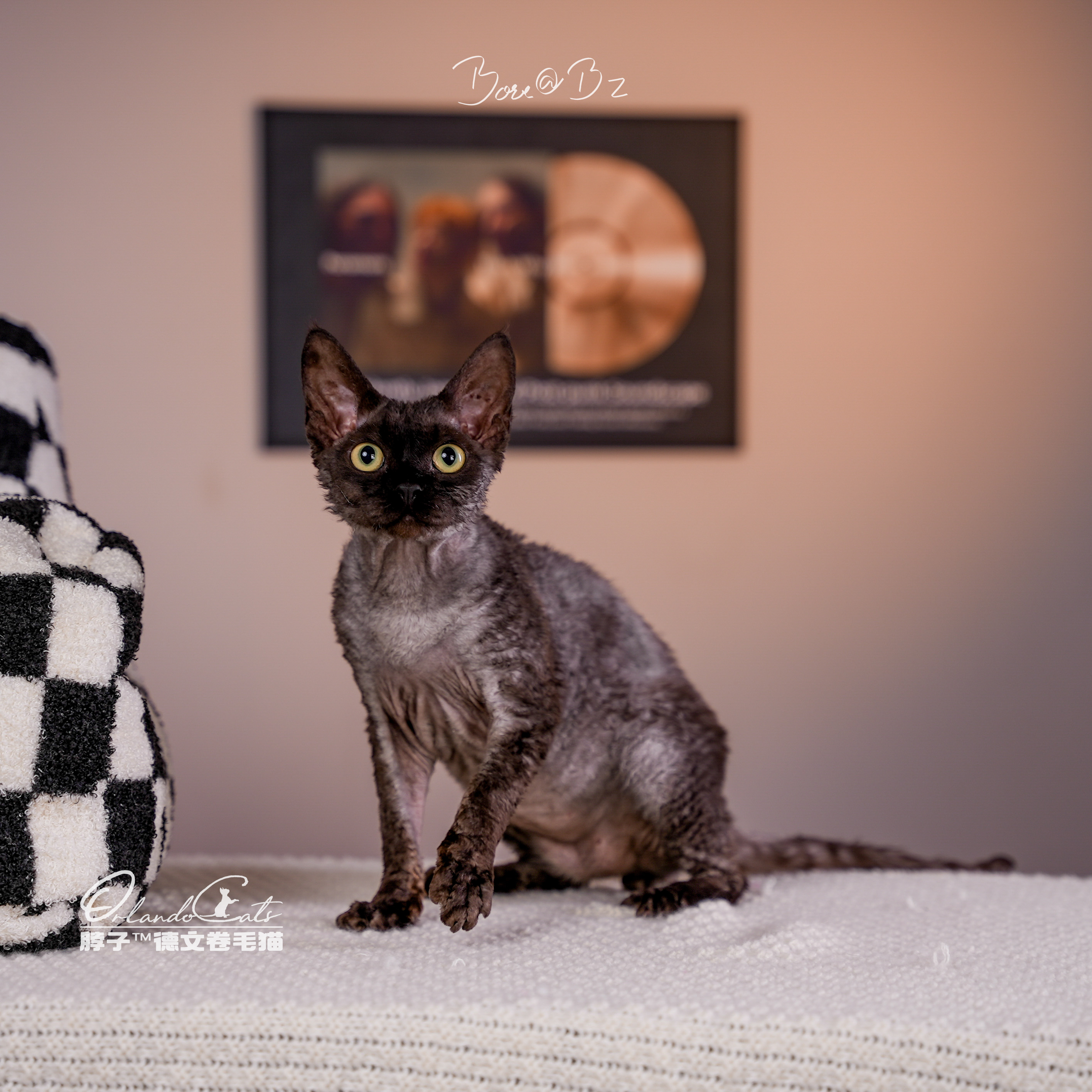 【脖子家】Dirty 烟黑色弟弟 特价绝育