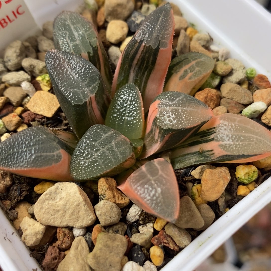 765网纹克锦一物一拍