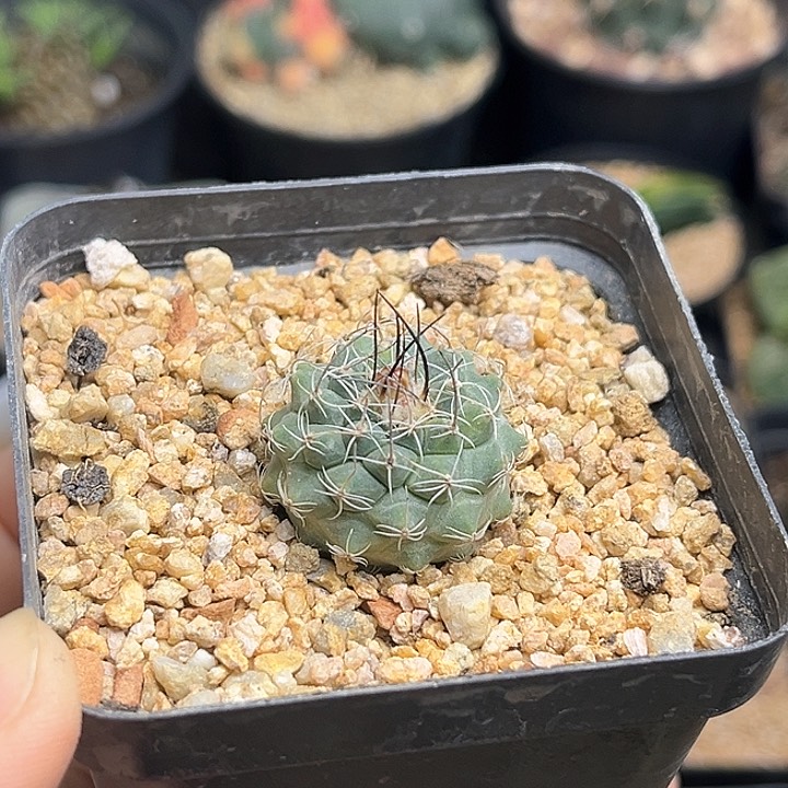 内里莎娇丽实生球2.5公分