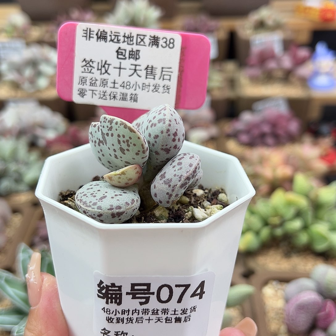 074巨型花蛋多肉植物