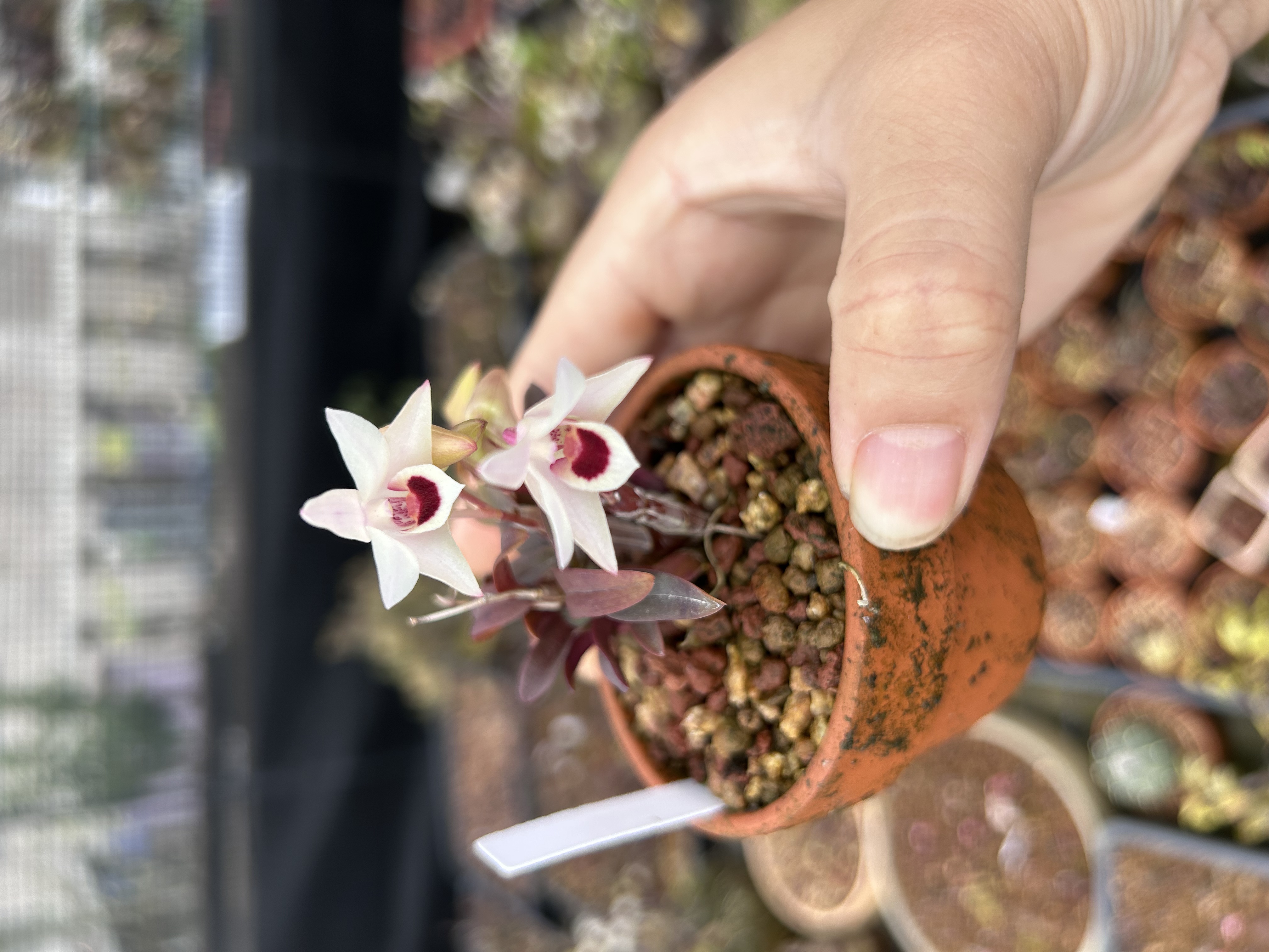 丹霞白花米铁石斛兰花绿植盆栽 矮种红杆铁米透气