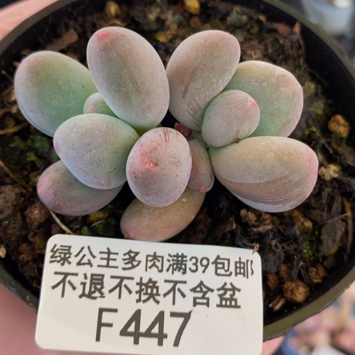 米可奶5cm447多肉植物