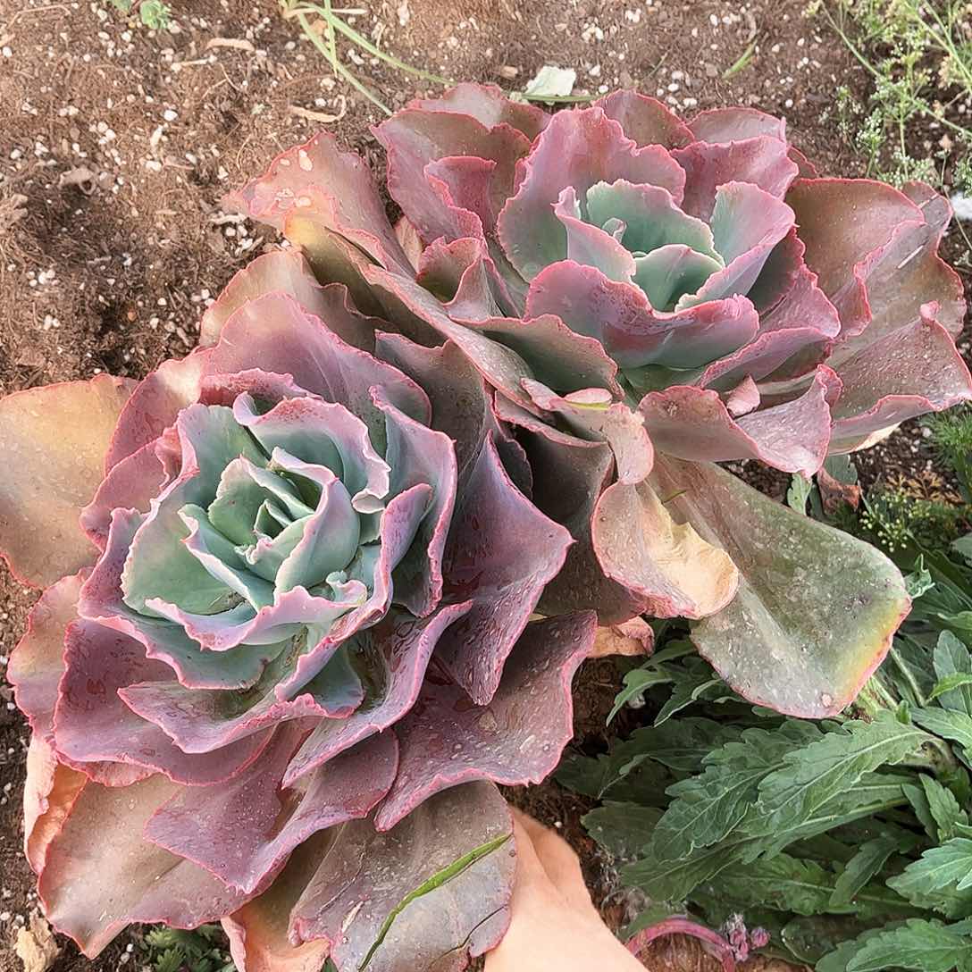 大叶初吻19.99多肉植物2头