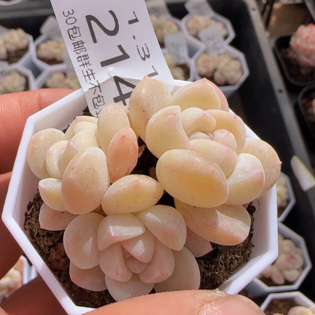 三头白体小脸冰玉一颗