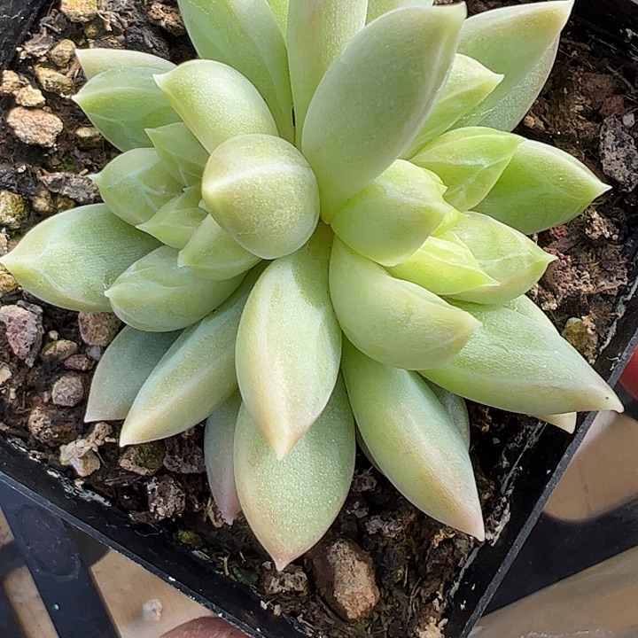 双头青璃111111111