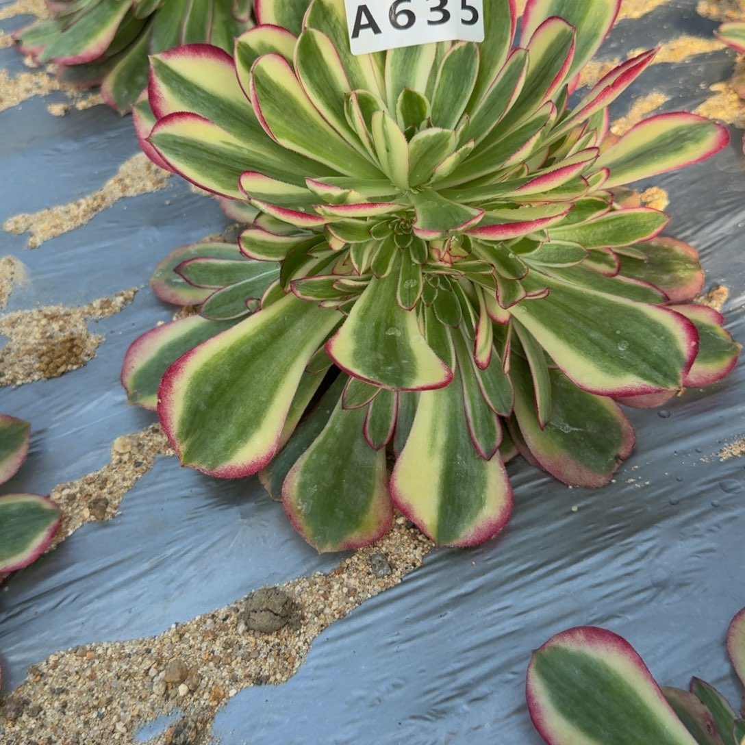 L***p635瑶光到秋。多肉植物