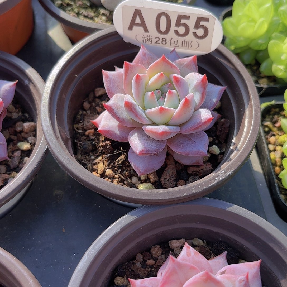 A055粉蓝鸟一物一拍