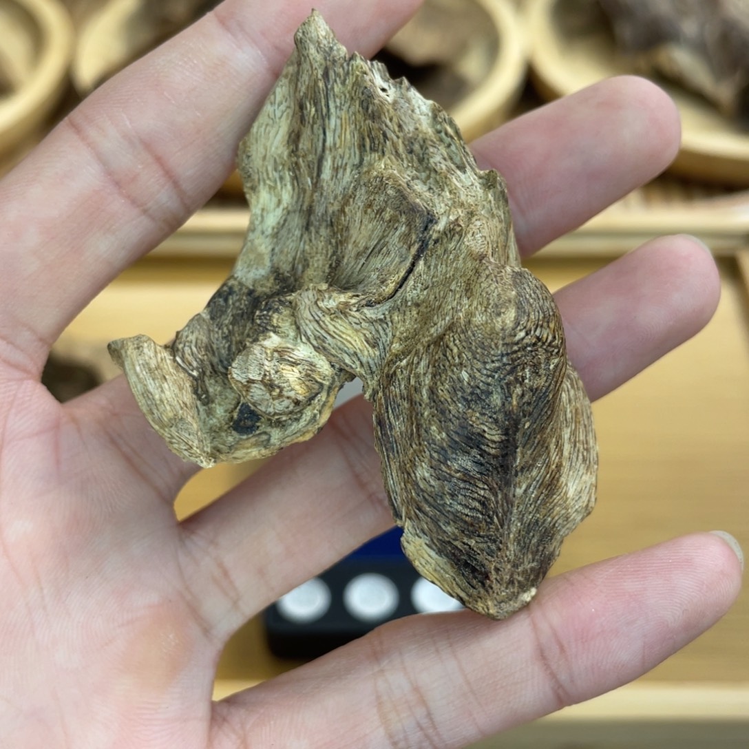 沉香沉香碎屑香港生结树根料6.3克