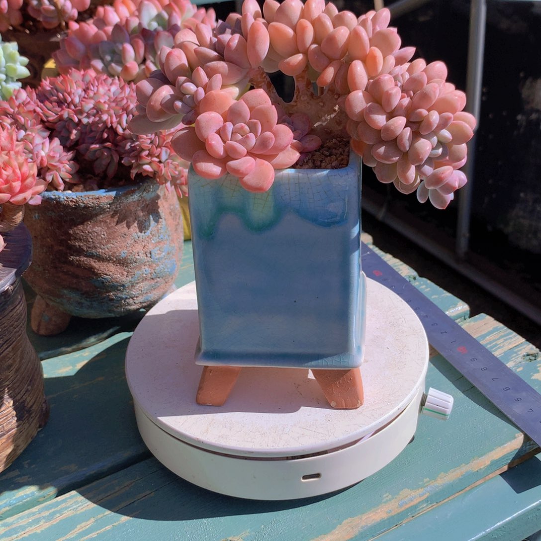 可***儿白鹭朵朵无砍自然小树