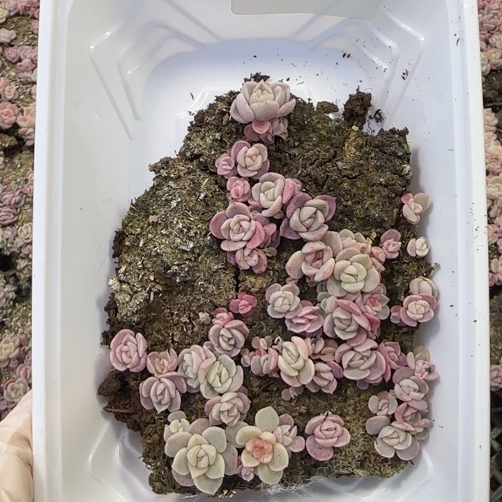 良***森234 号紫心混种播苗一盒
