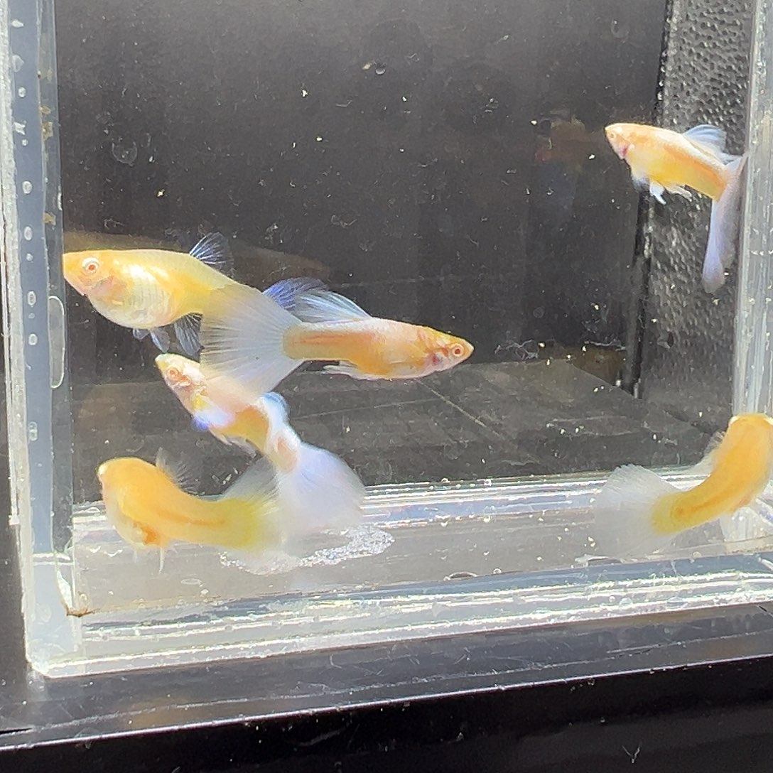 孔雀鱼蓝白飞船3对