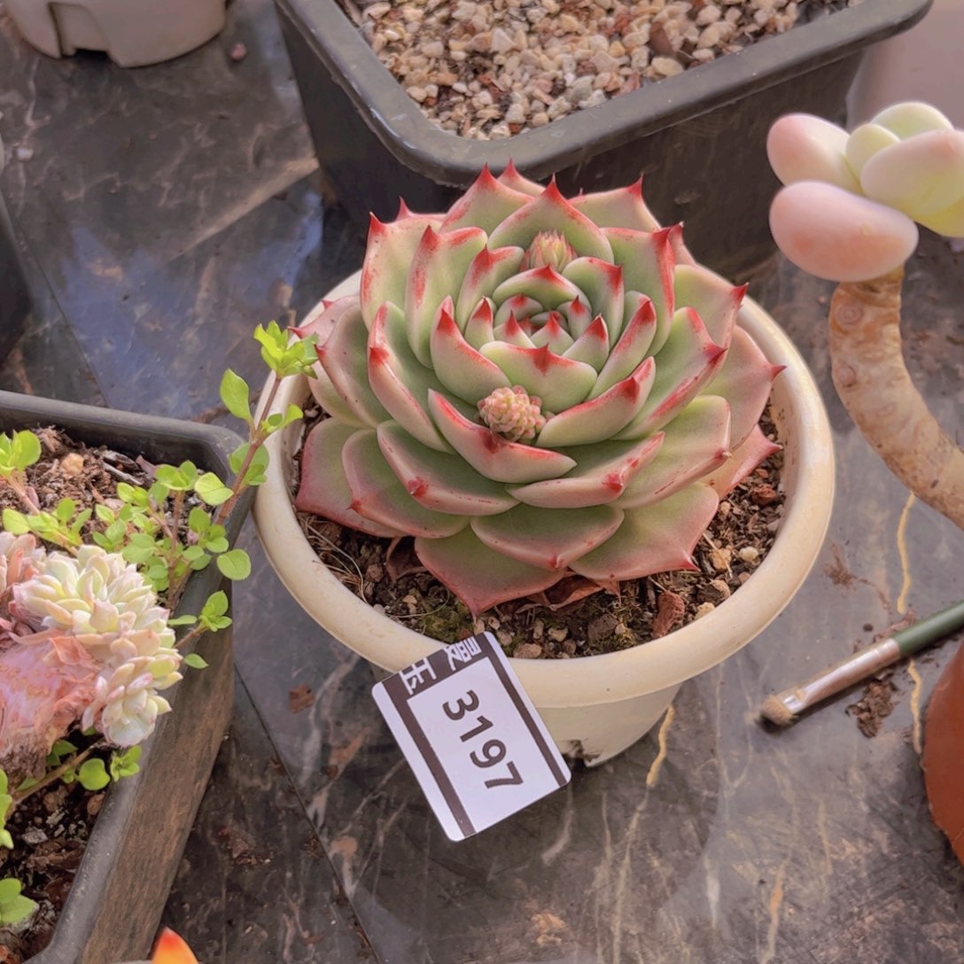 蓝龙杂多肉植物3197