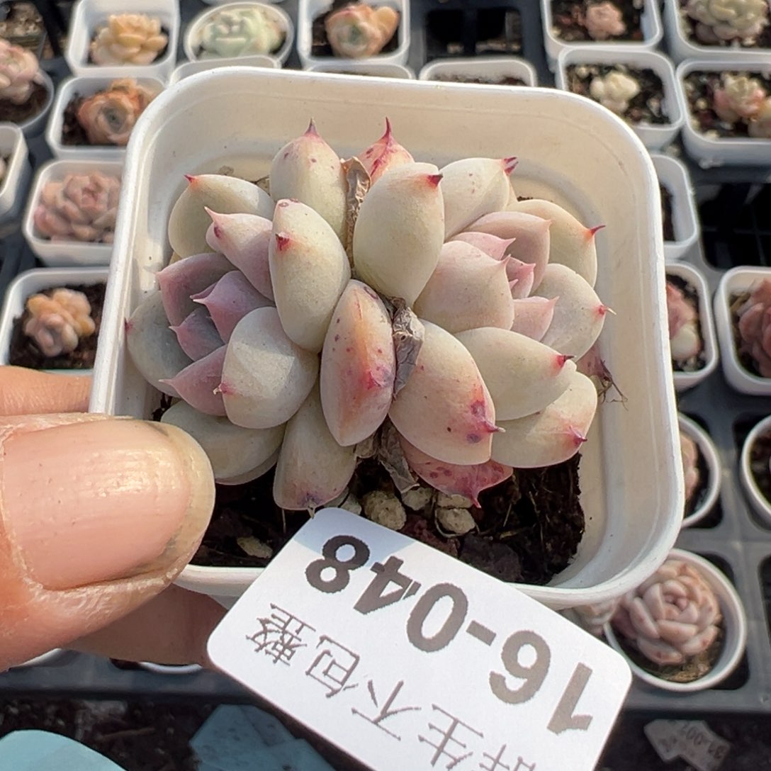 小卡拉米糖心一物一拍16-48