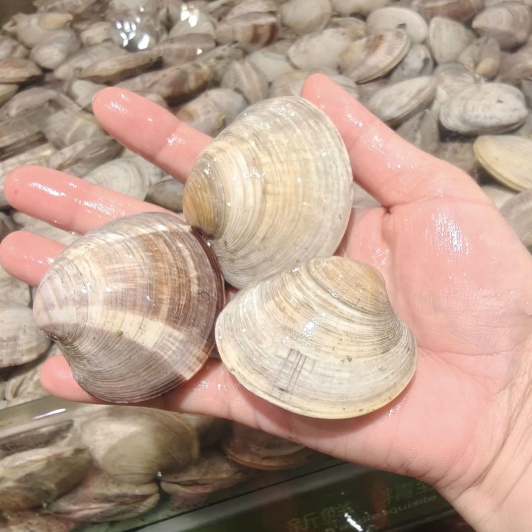 【煲汤｜蒸蛋｜爆炒】美贝/500g