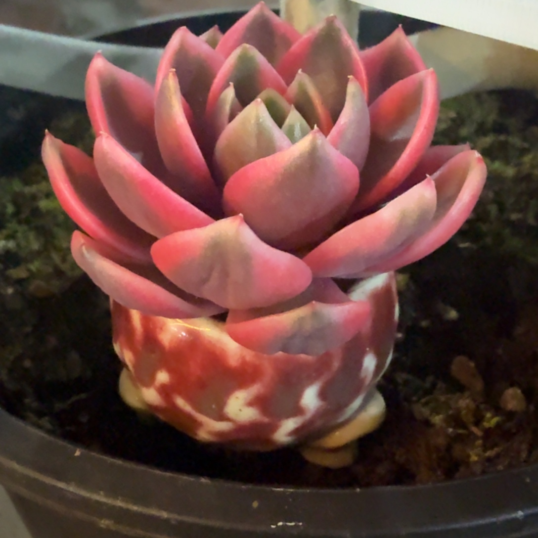 紫水晶头盖安吉园艺