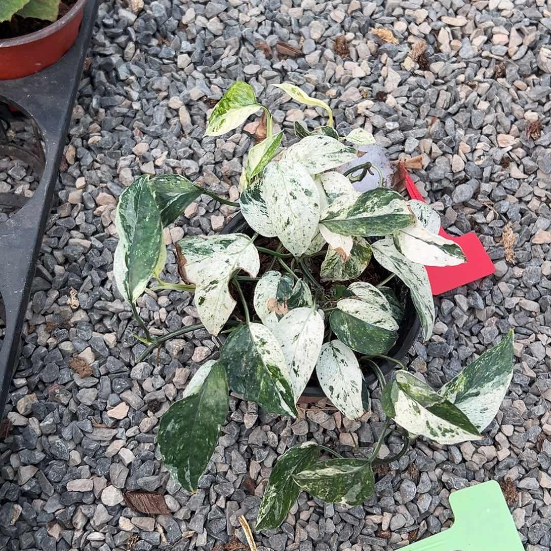 完全开放薄荷麒麟尾3不售后