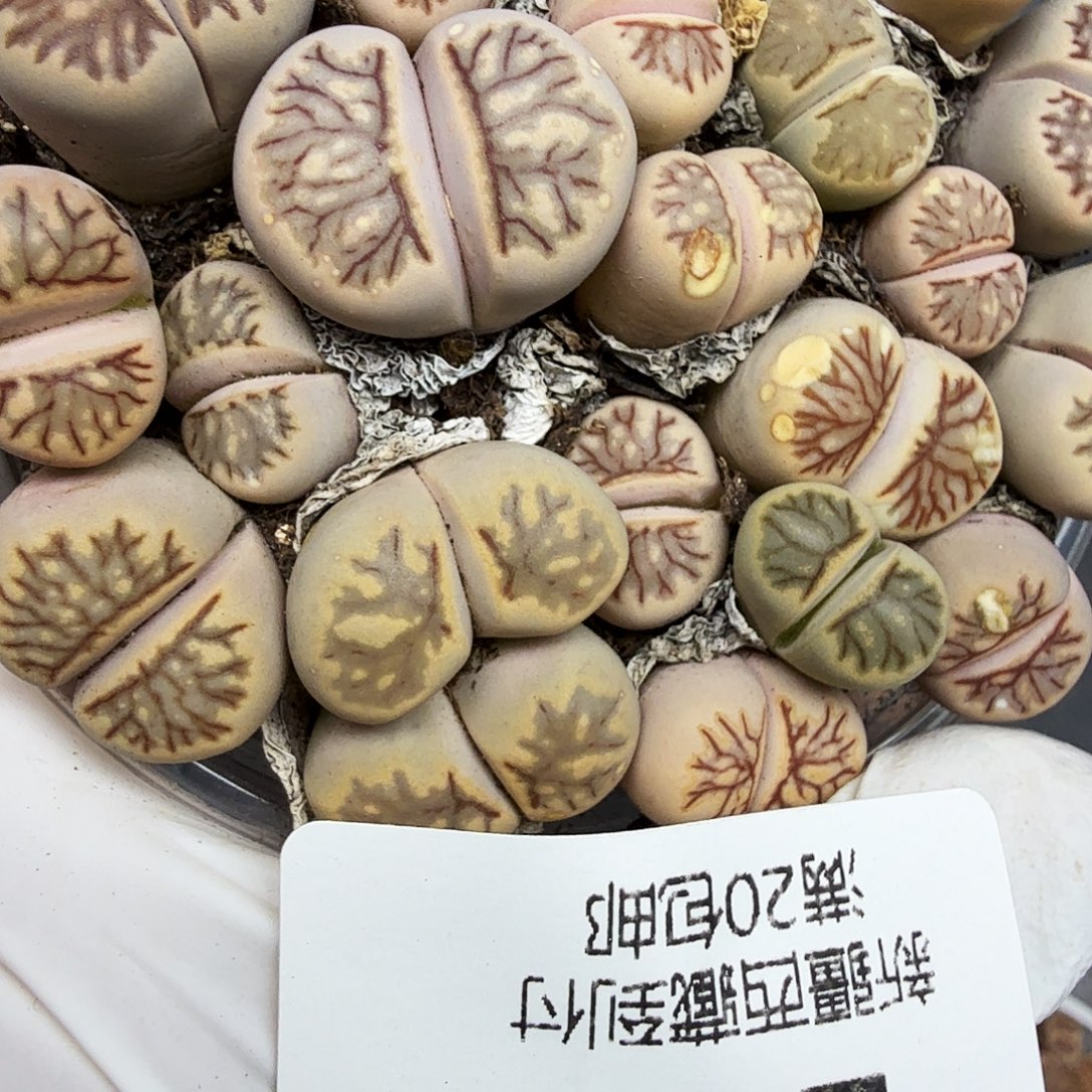 你也快回来吃饭哦我285我