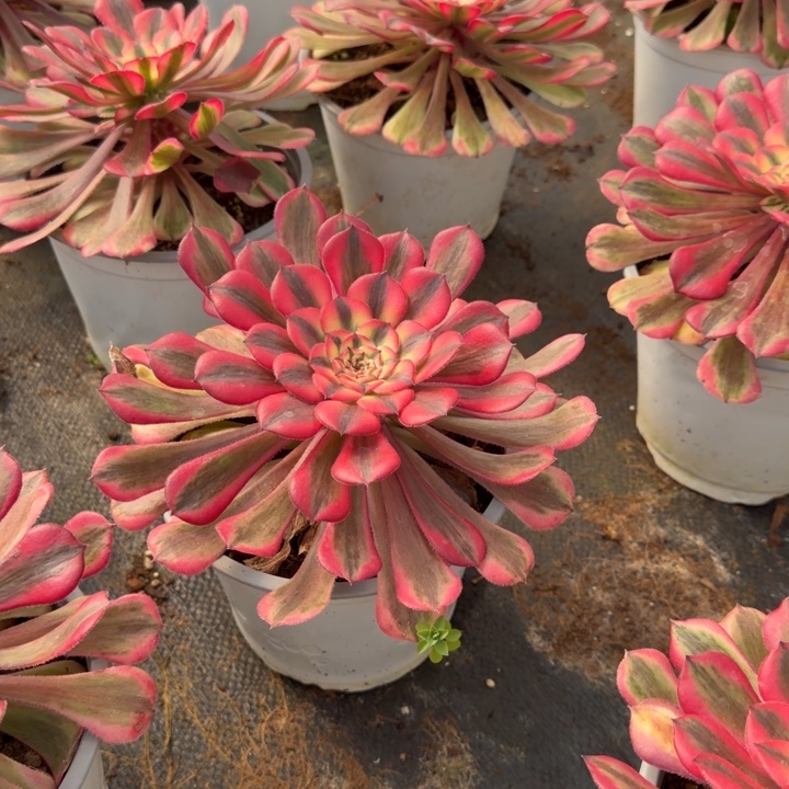 粉体红铜壶待仔发货三号棚