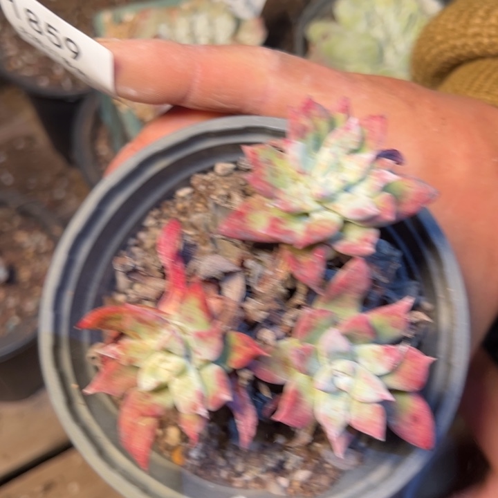 1859哈哈哈哈哈哈哈