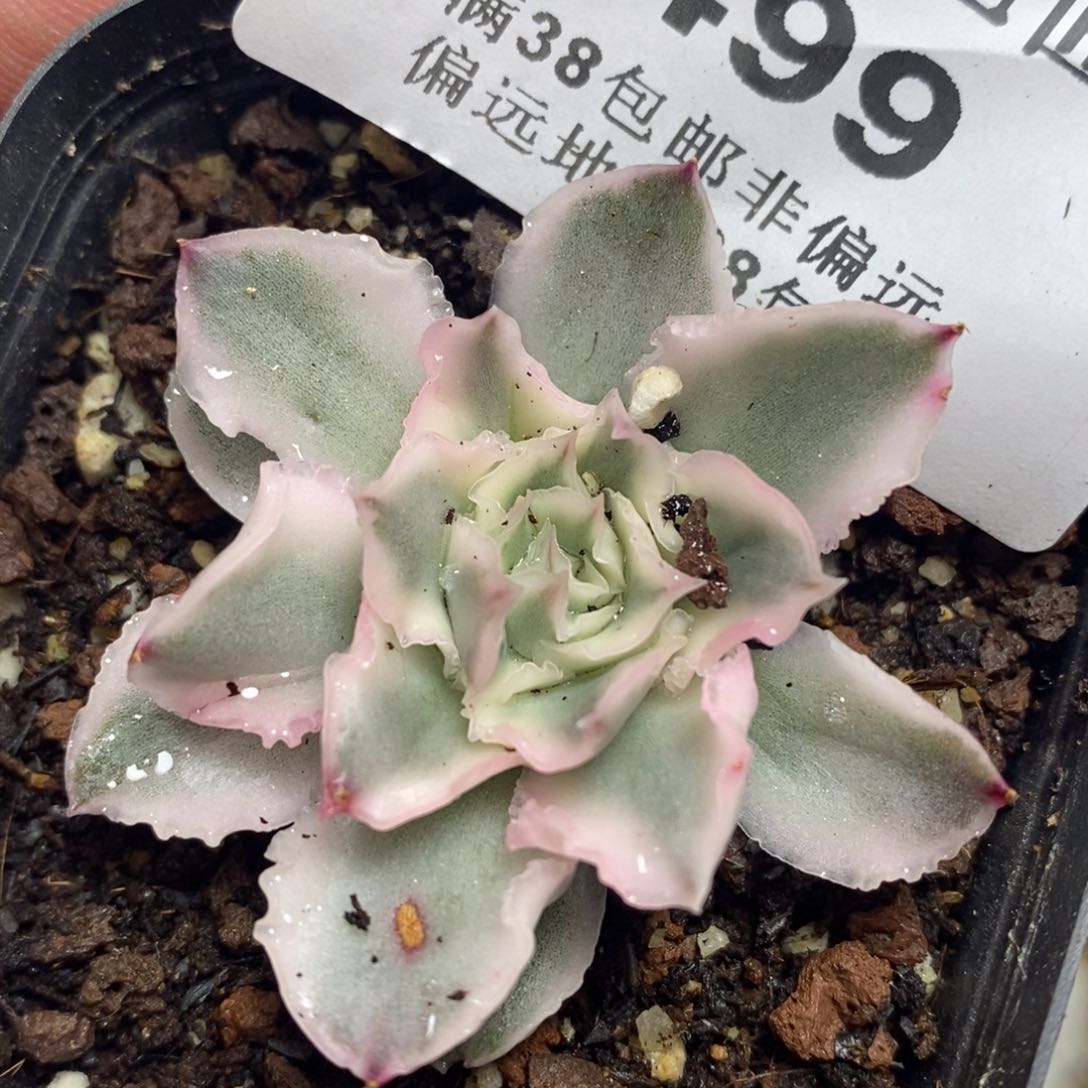 499紫蝴蝶锦单头有根