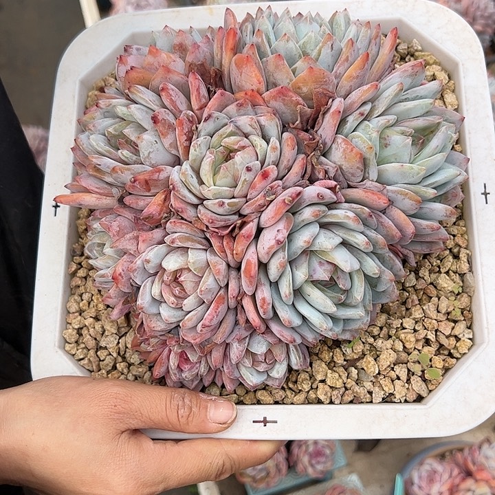 【闪购商品】星影福利