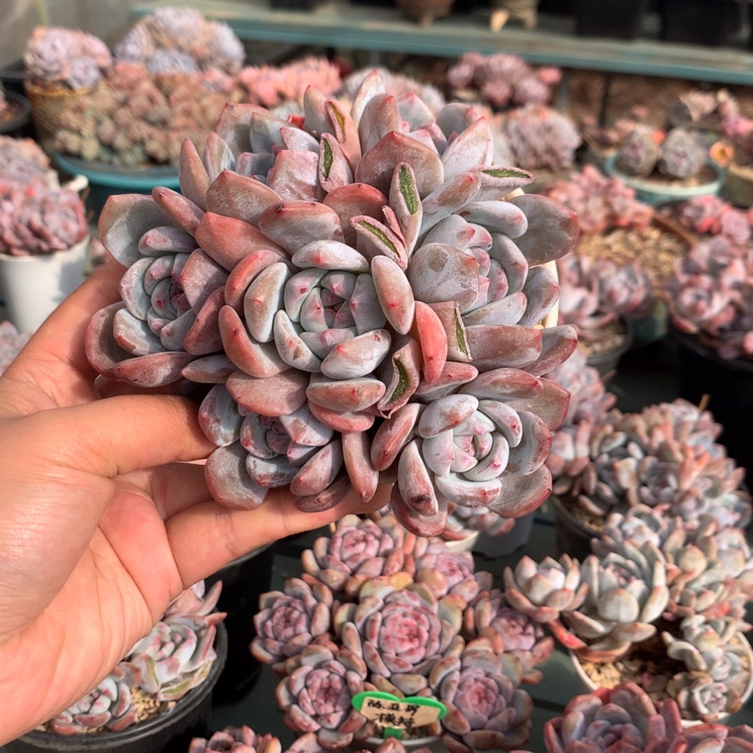 哈哈哈哈哈哈哈11