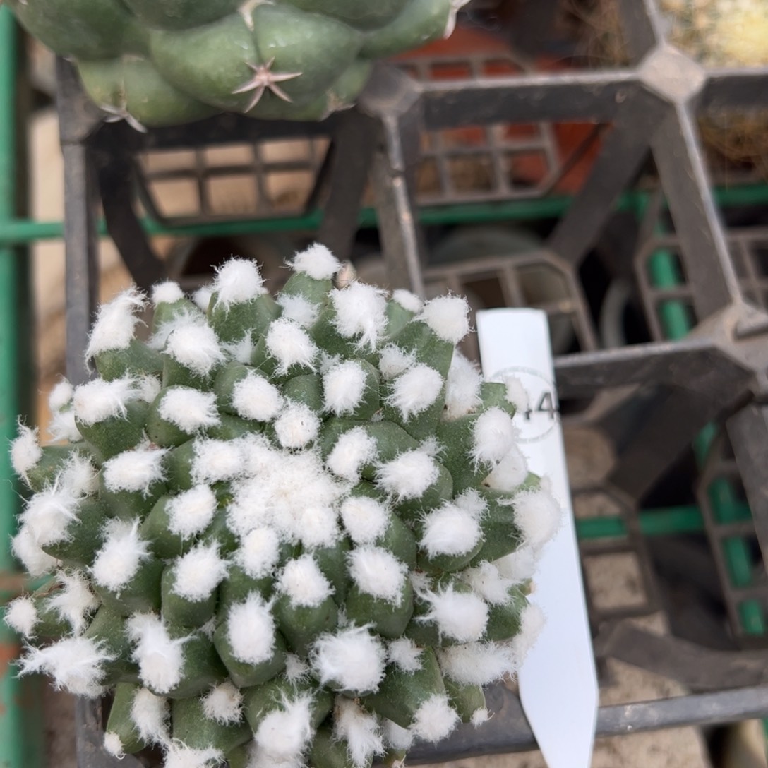 多粒丸仙人球多肉植物244