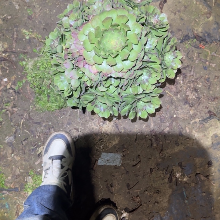 一单包邮不包侧枝19