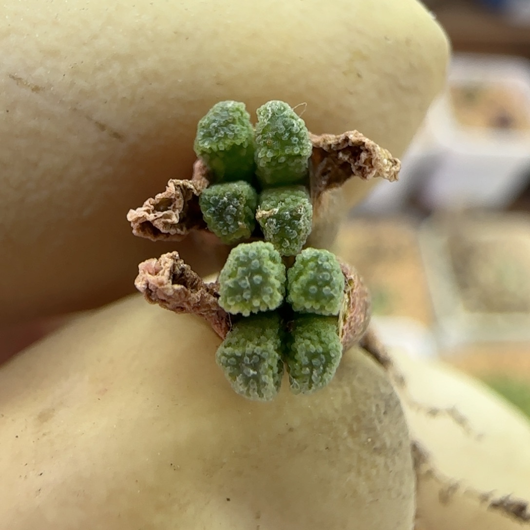 056绿火柴福利福利