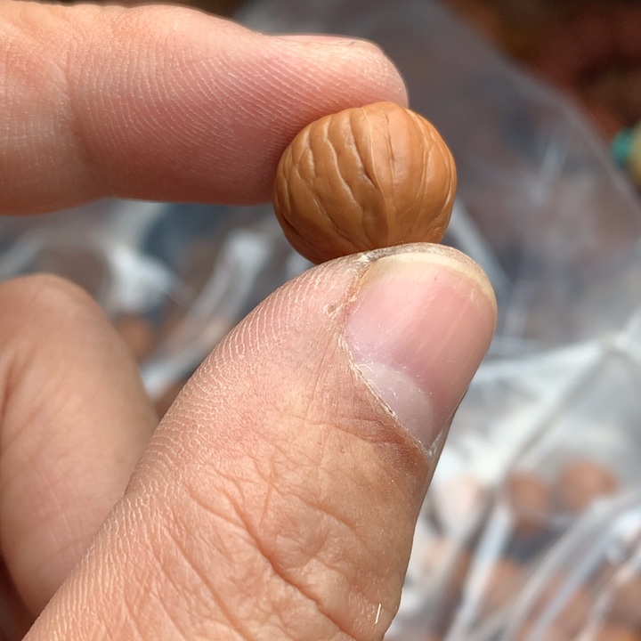 【闪购商品】金刚菩提手串猴头南瓜