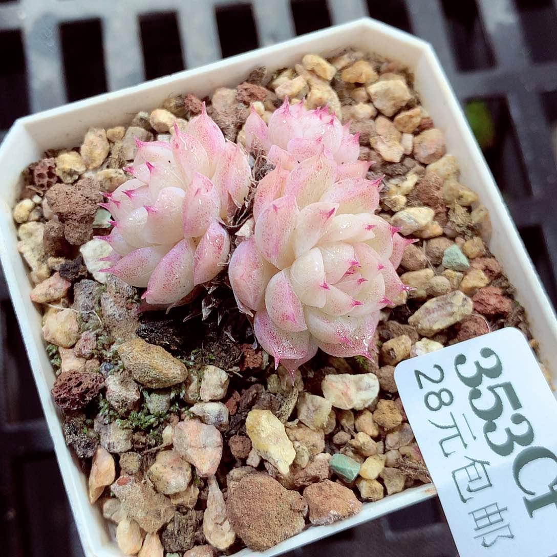 5厘米盆精控多肉353