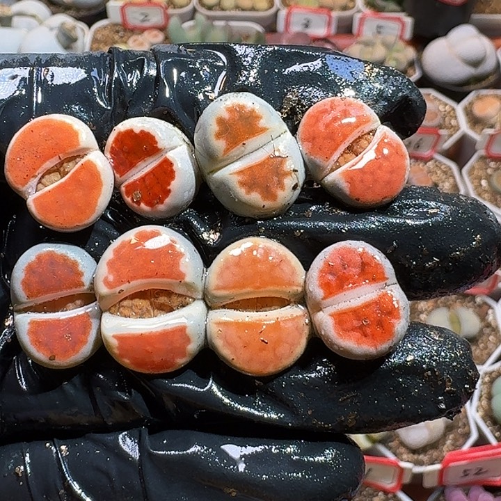 生石花2333:：/。  202