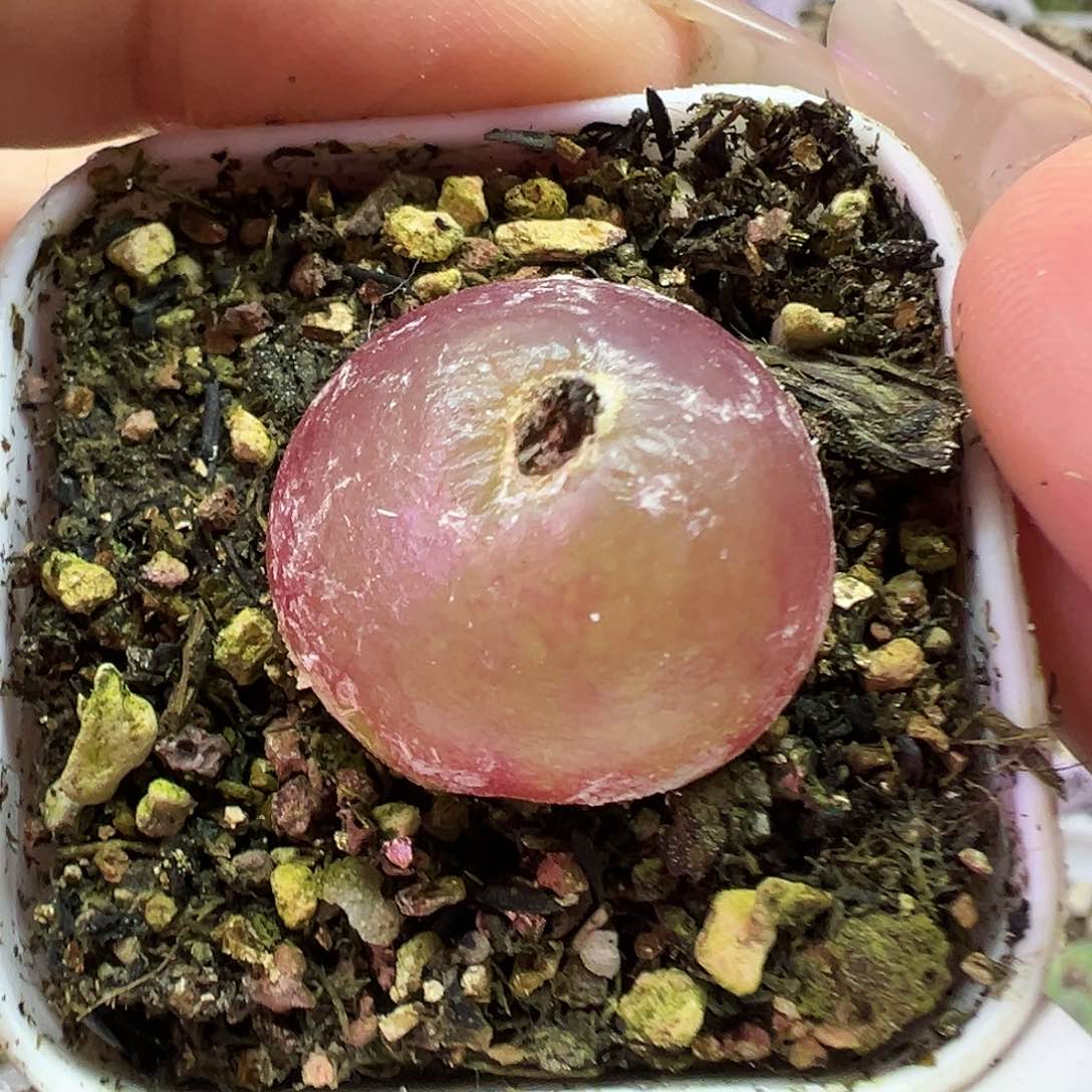 715灯泡带盆土发货