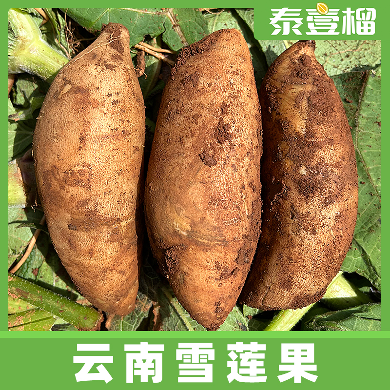 云南天山雪莲果现挖现发新鲜水果清甜多汁5斤
