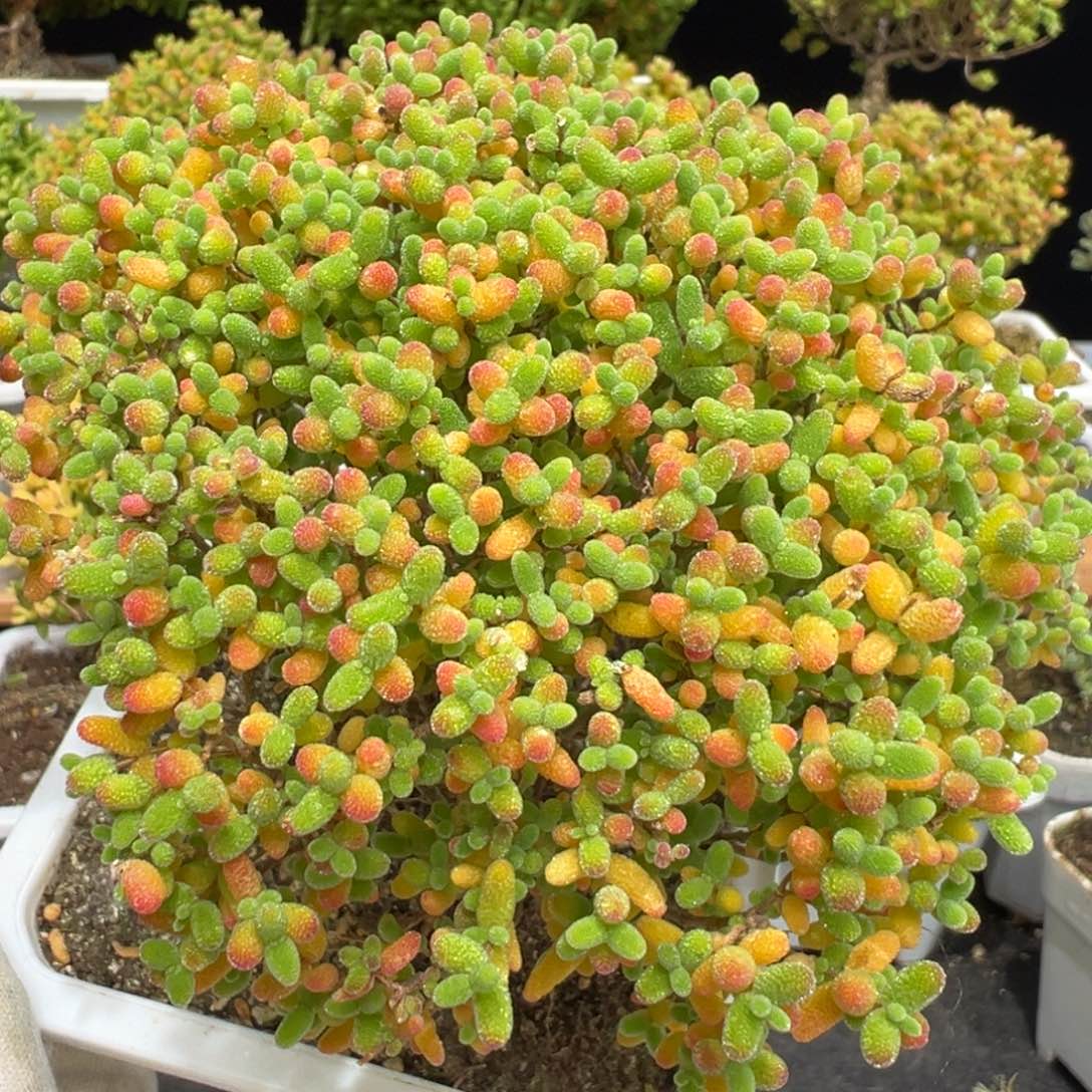 D7008蜜桔糖球枝干