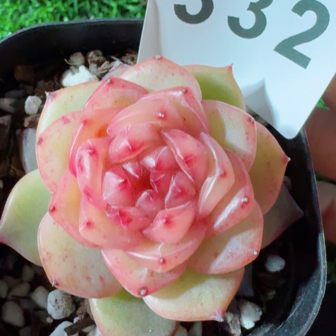 小海洋珍妮         精品多肉